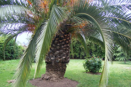 Jardín con Palmera